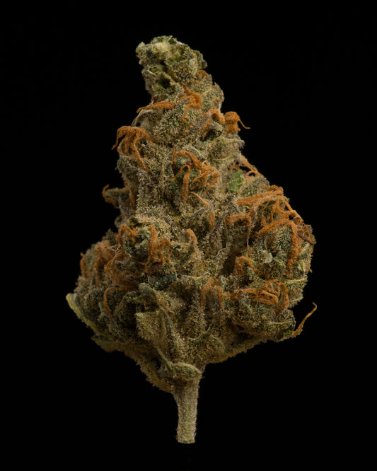 Aurora Typ 1 (Island Sweet Skunk) Review