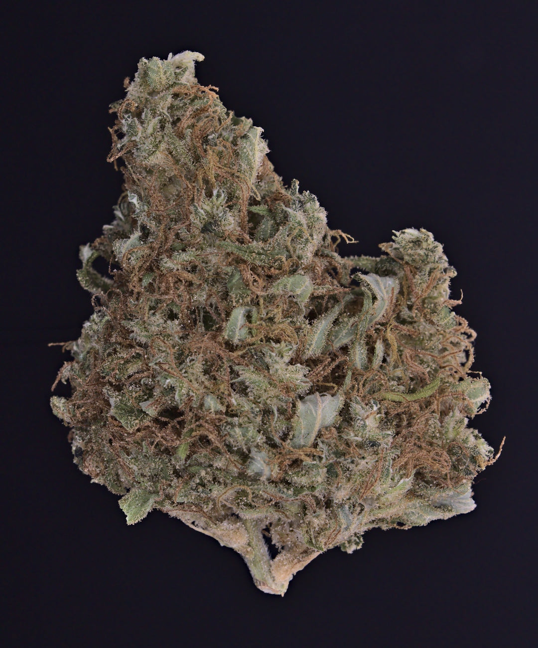 Aurora 22/1 (Delahaze) Review