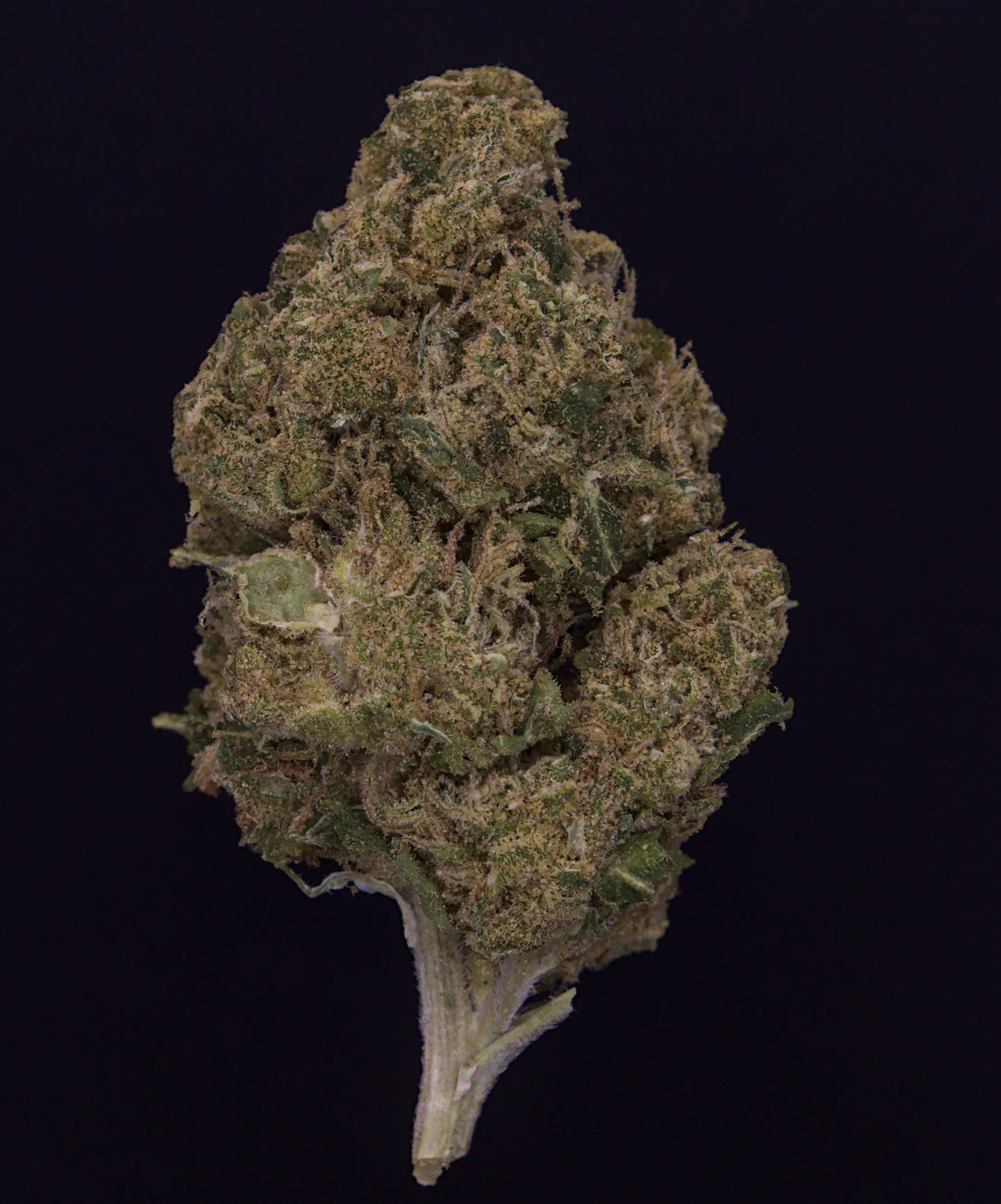 Tilray Indica THC Strong (Purple Dog Bud) Review