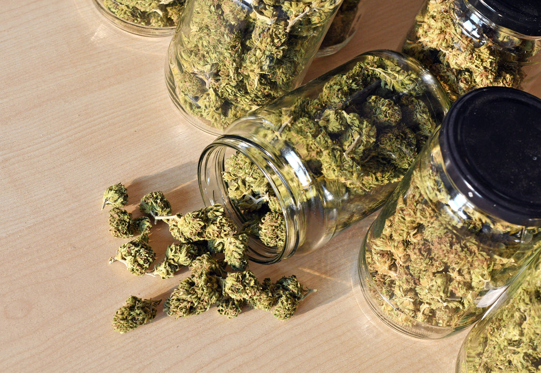 Die richtige Fermentation von Cannabis: So veredelst du deine Blüten nach der Ernte