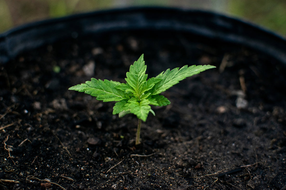 Die Anzucht von Cannabis: So startest du deine Pflanzen optimal