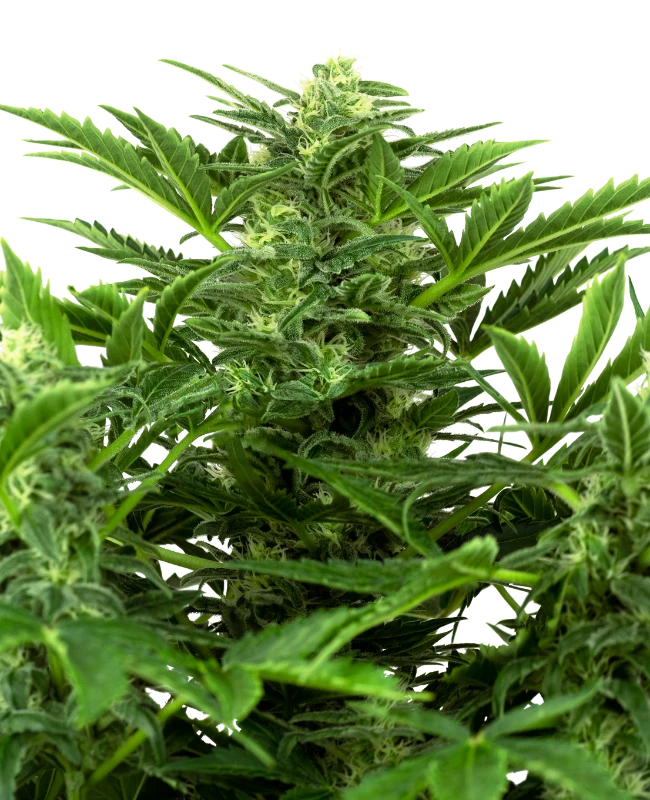 Mandarine Punch Auto - Sensi Seeds