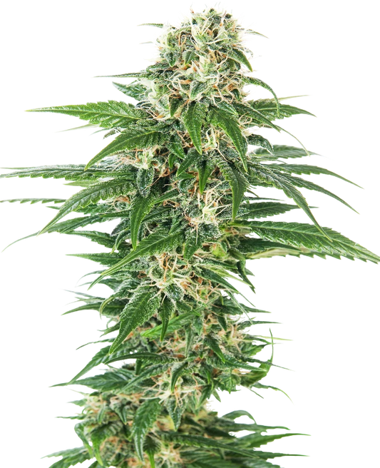 Early Skunk Automatic - Sensi Seeds