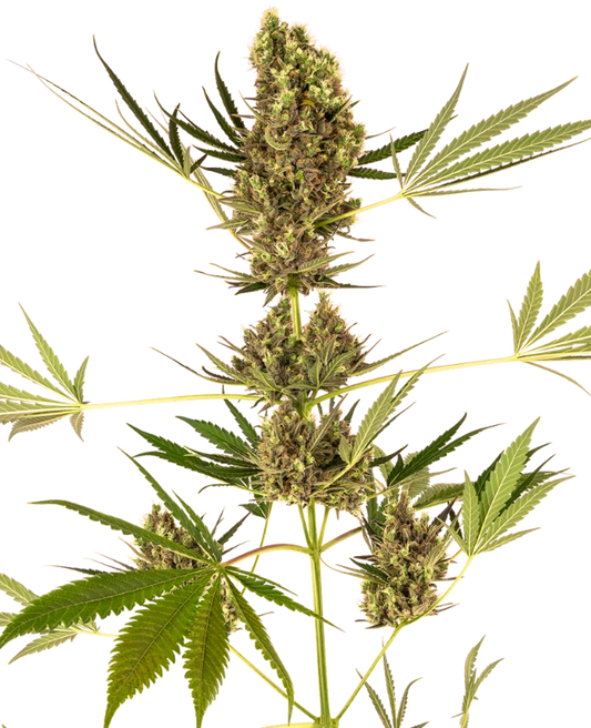 Alpine Delight CBD Auto - Sensi Seeds
