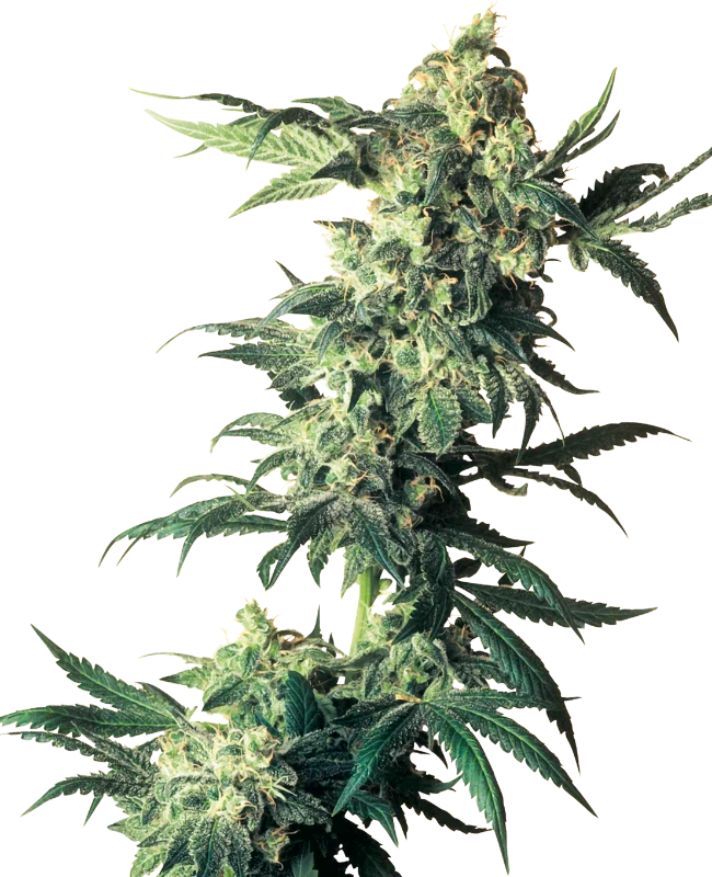 Northern Lights Feminized - Sensi Seeds