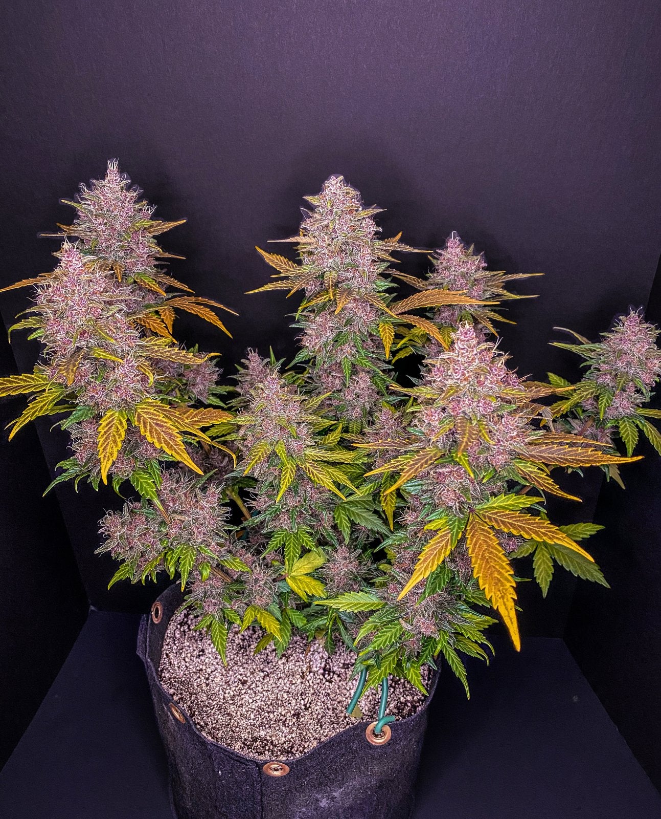 LSD-25 Auto - Fast Buds