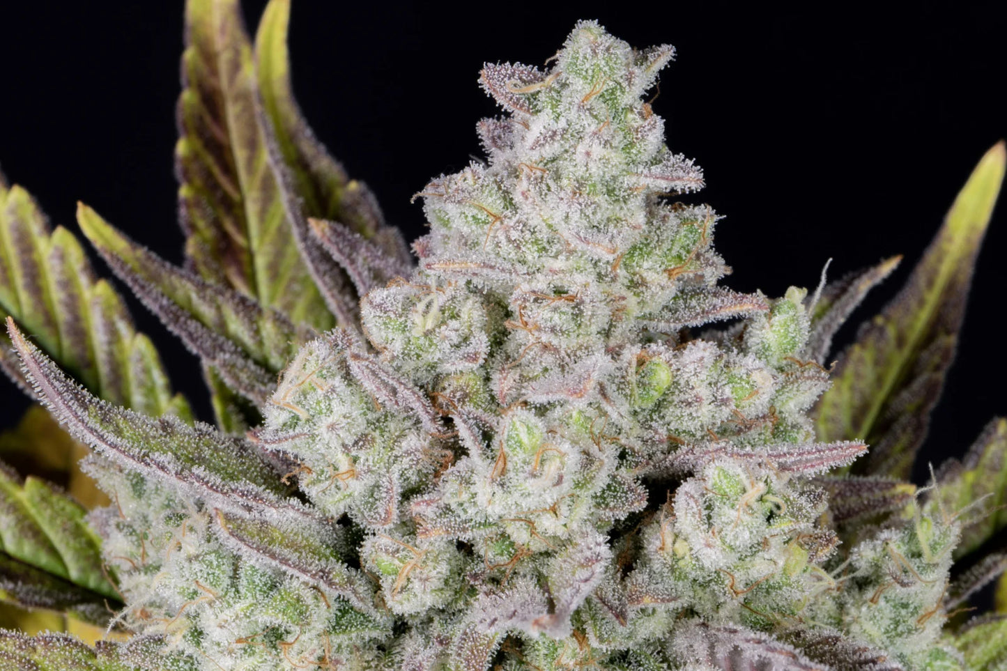 Gorilla Cookies Auto - Fast Buds