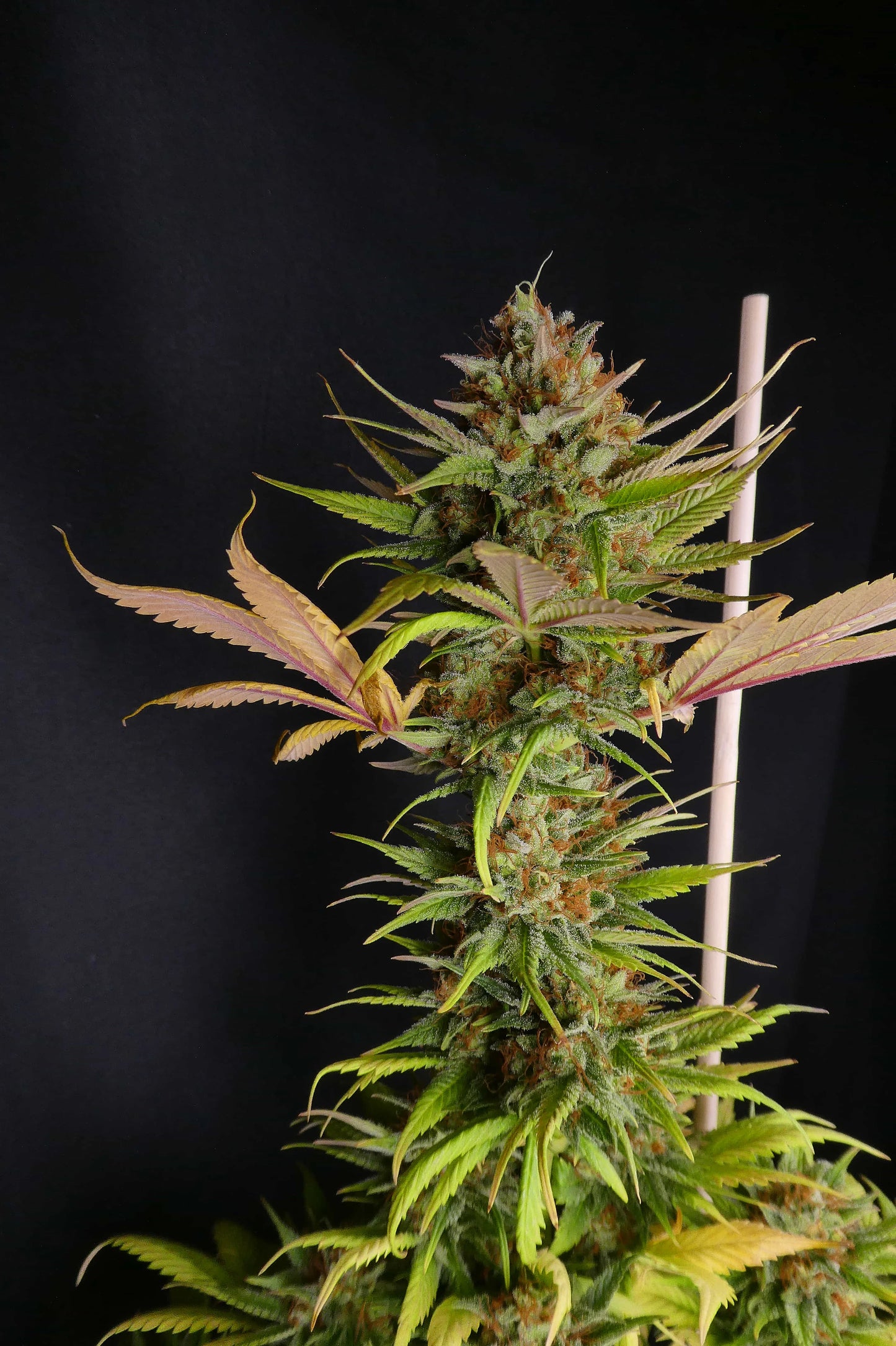 Black Widow - Mr. Nice 15 Reguläre Samen