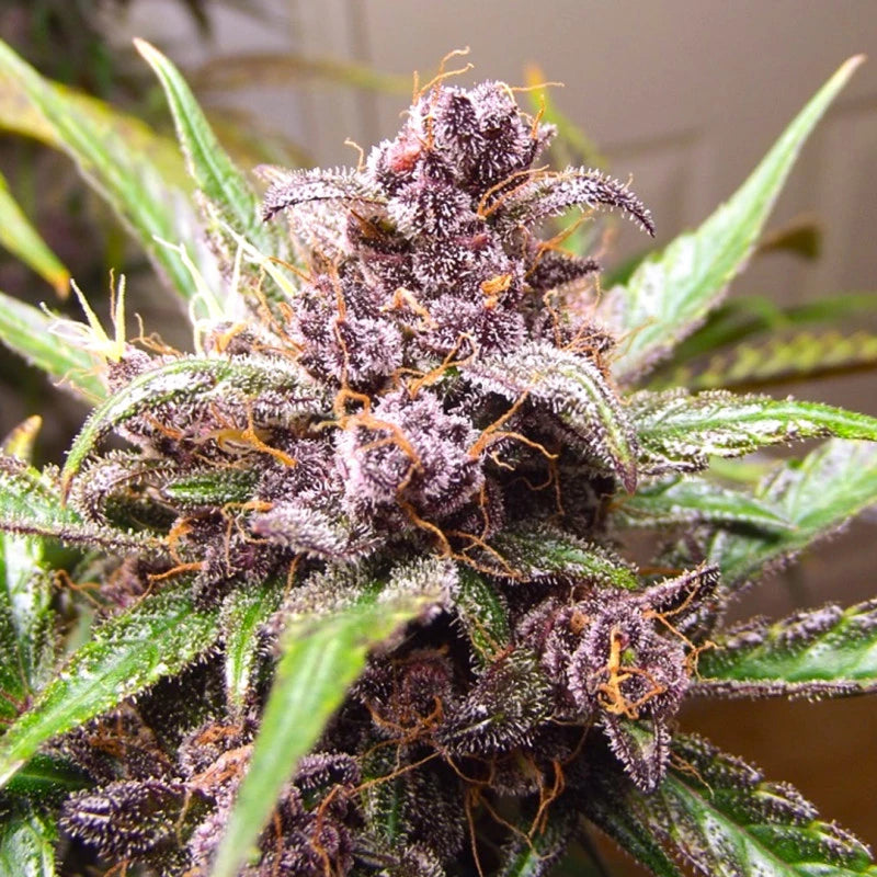 Auto Blackberry Kush® - Dutch Passion
