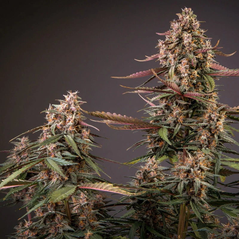 Auto Blackberry Kush® - Dutch Passion