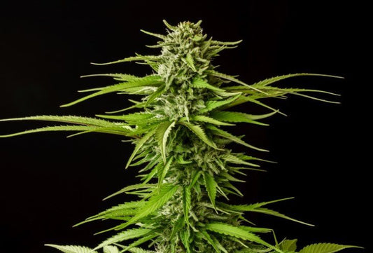 Break Up Cake - Kannabia