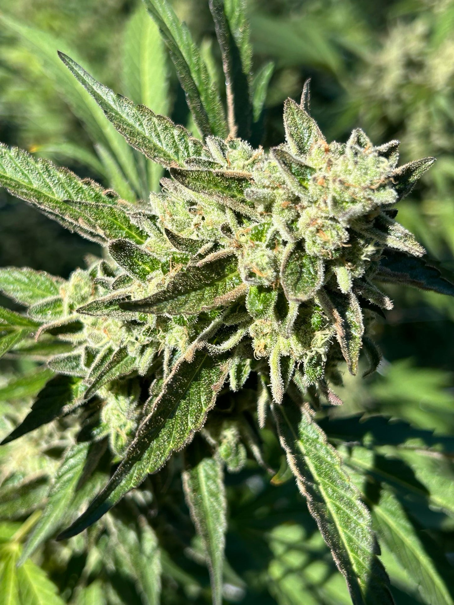 Street Tarts x (Grandi Guava x Velvet Aurora) regulär - 12 Seeds