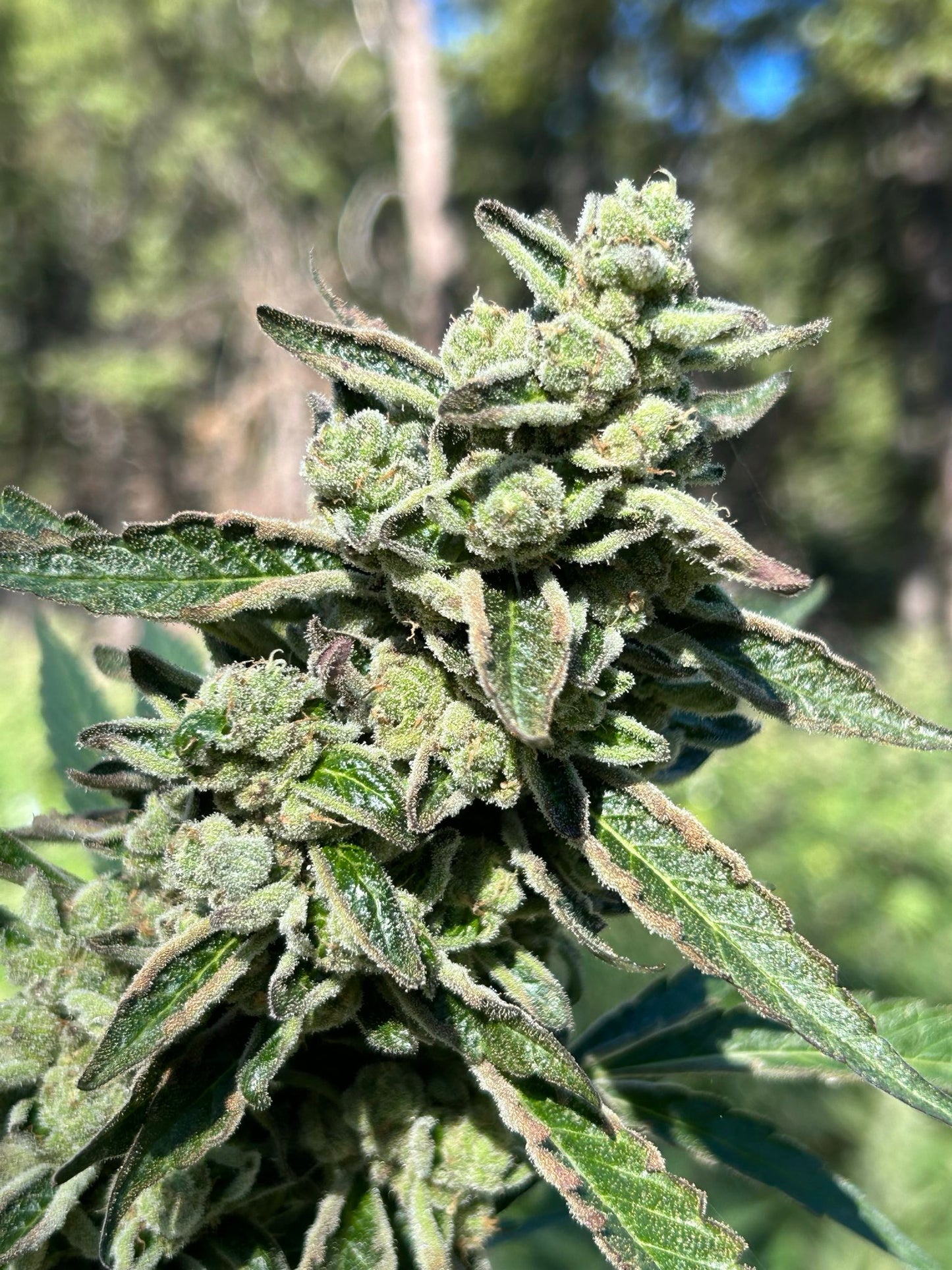 Street Tarts x (Grandi Guava x Velvet Aurora) regulär - 12 Seeds