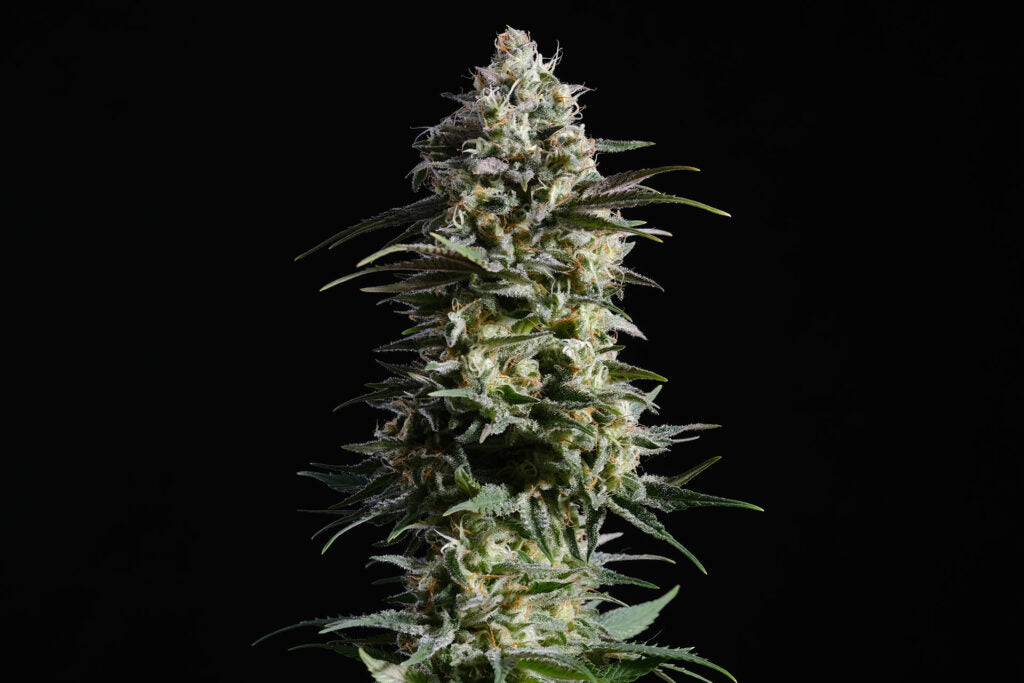 Pure Skunk Go Fast - Kannabia