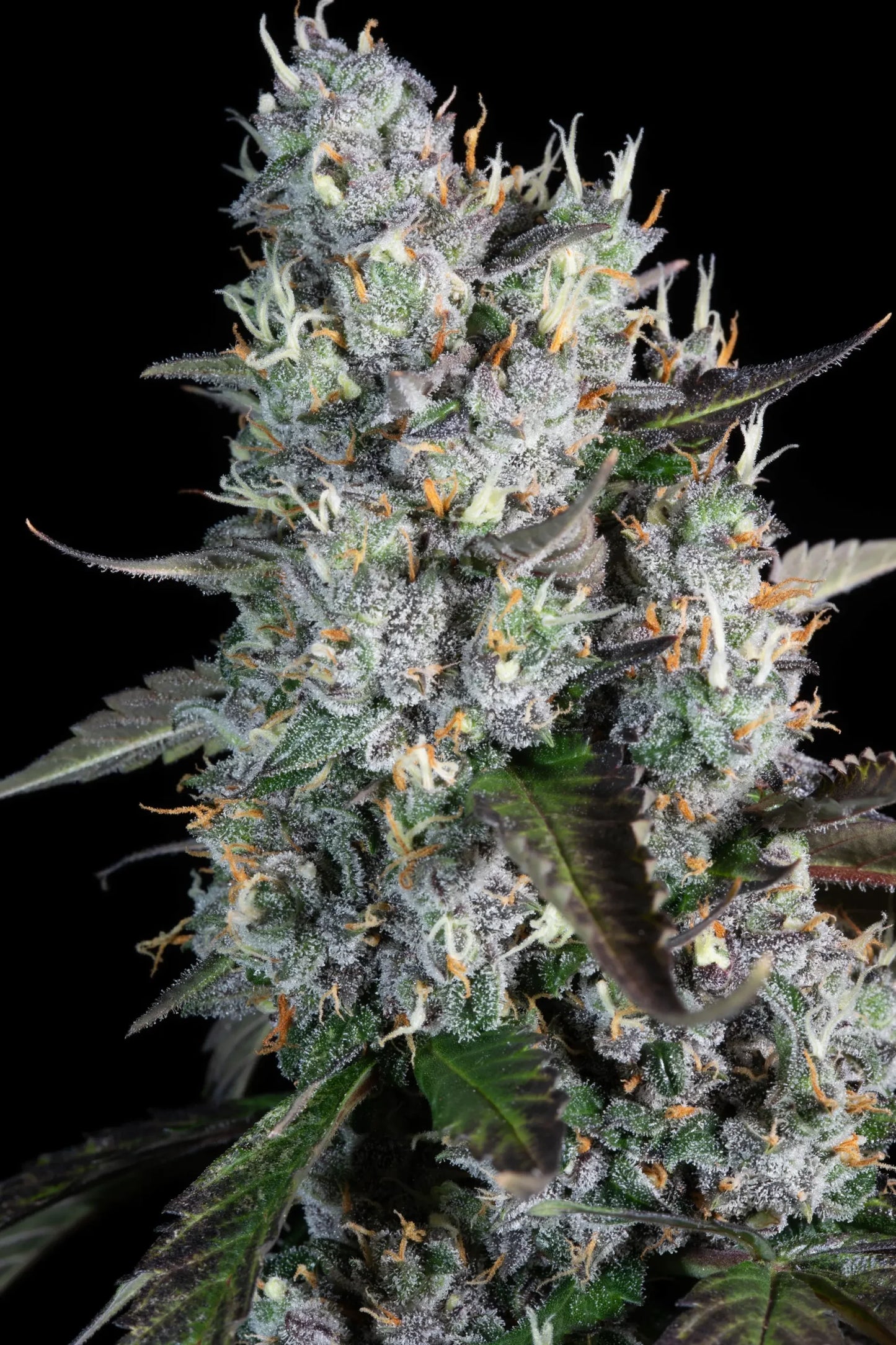 Red Velvet Auto - Paradise Seeds