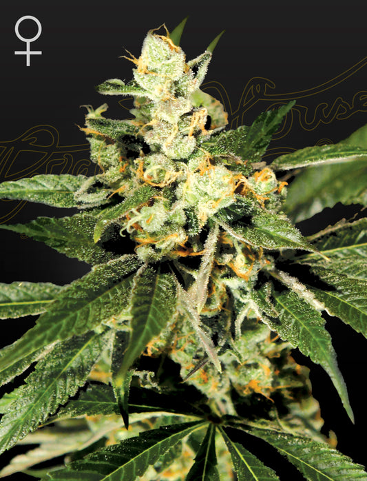 Train Wreck (feminisiert) - Greenhouse Seeds