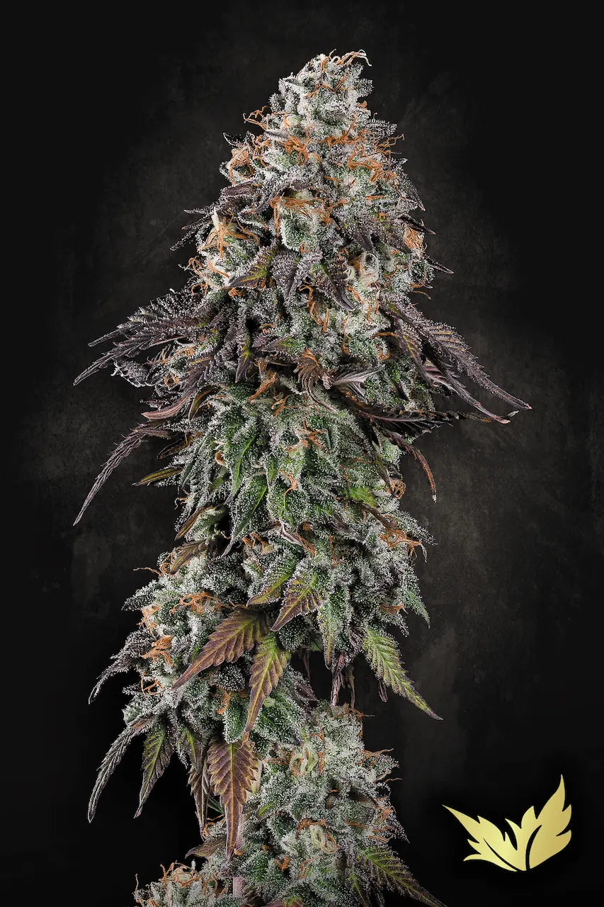 White Noise - Paradise Seeds
