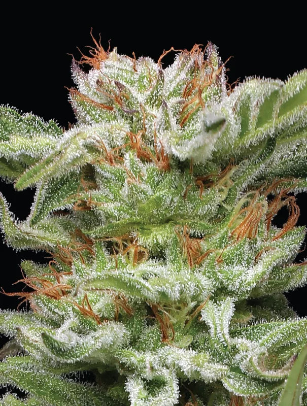 Blueberry Muffin - Humboldt Seed Organization
