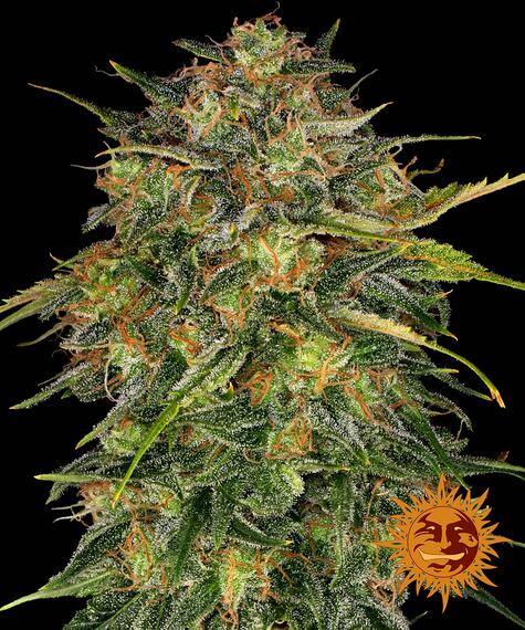 Cheese - Barneys Farm