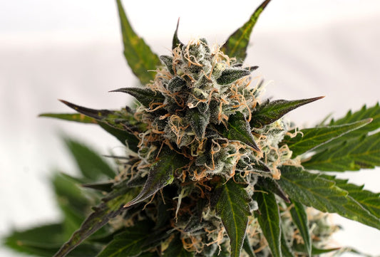 Kickass Auto - Kannabia