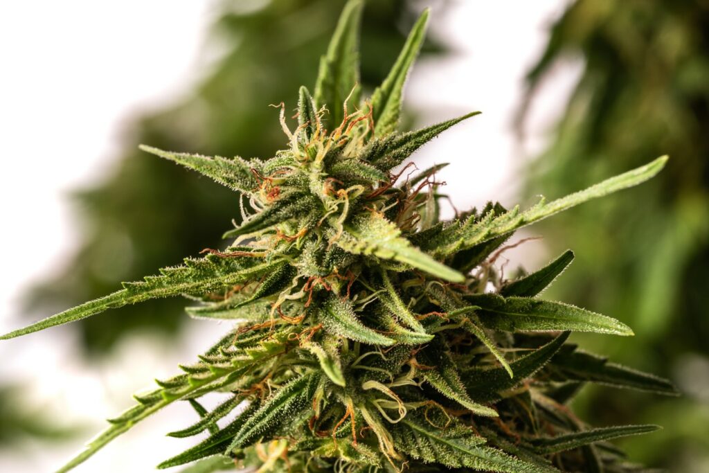 Pineapple Dream - Kannabia