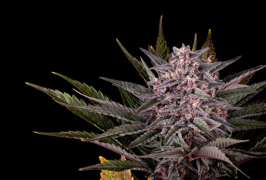 Pink Gelato - Kannabia