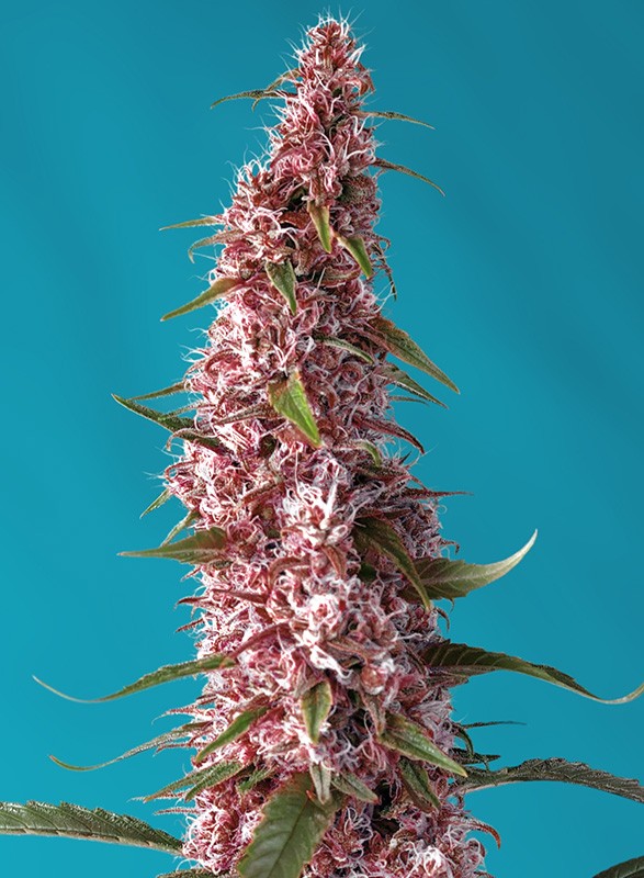Red Pure Auto CBD® - Sweet Seeds