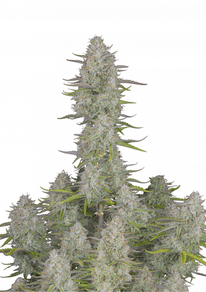 Strawberry Banana Auto - Fast Buds