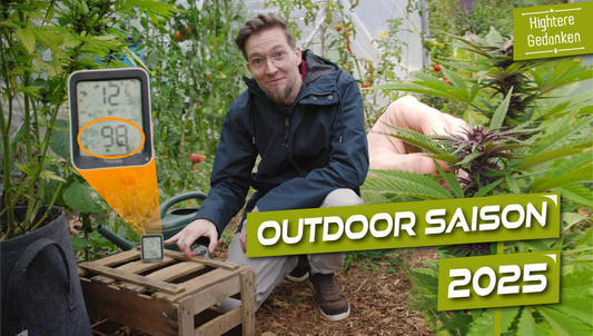 Outdoor-Saison: Paradise Seeds im Härtetest – Auto-Run mit Pandora, Vertigo, Red Velvet & Auto Kong #4