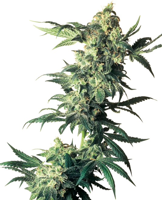 Northern Lights Feminized - Sensi Seeds