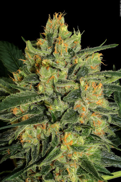 Durga Mata ll CBD - Paradise Seeds