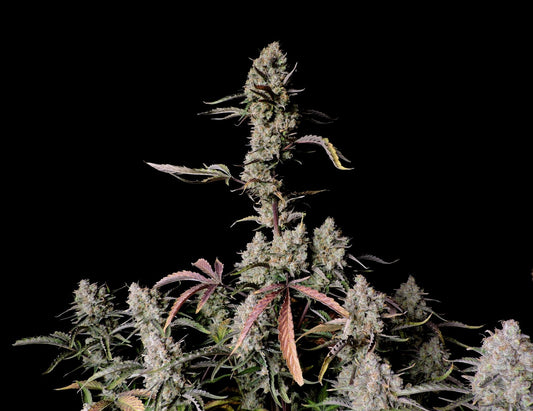 Gorilla Z Auto - Fast Buds