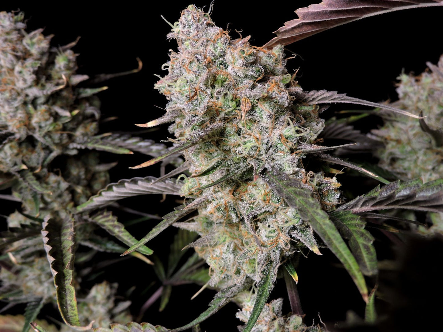 Gorilla Z Auto - Fast Buds