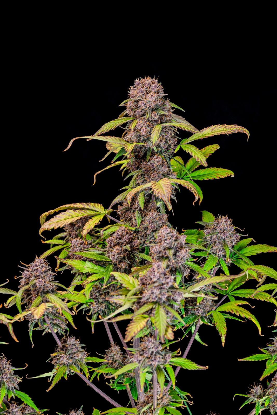 Lemon Cherry Cookies Auto - Fast Buds
