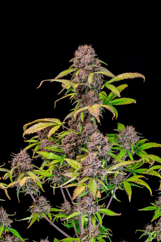 Lemon Cherry Cookies Auto - Fast Buds