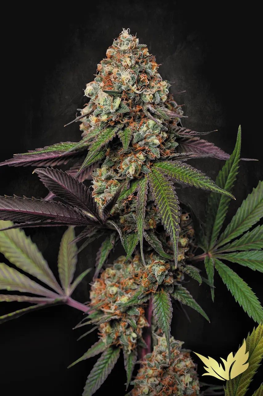 Caramba - Paradise Seeds