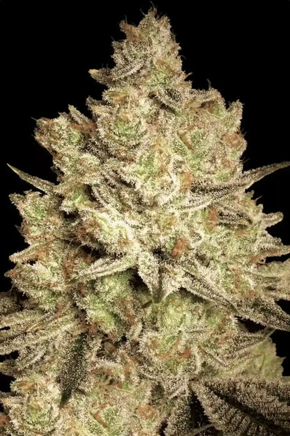 Jacky White - Paradise Seeds