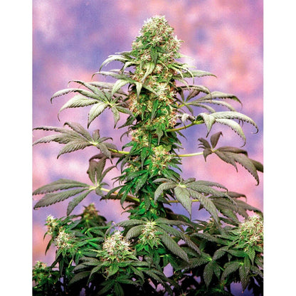 Matanuska Tundra - Sagarmatha Seeds 10 Regular Seeds