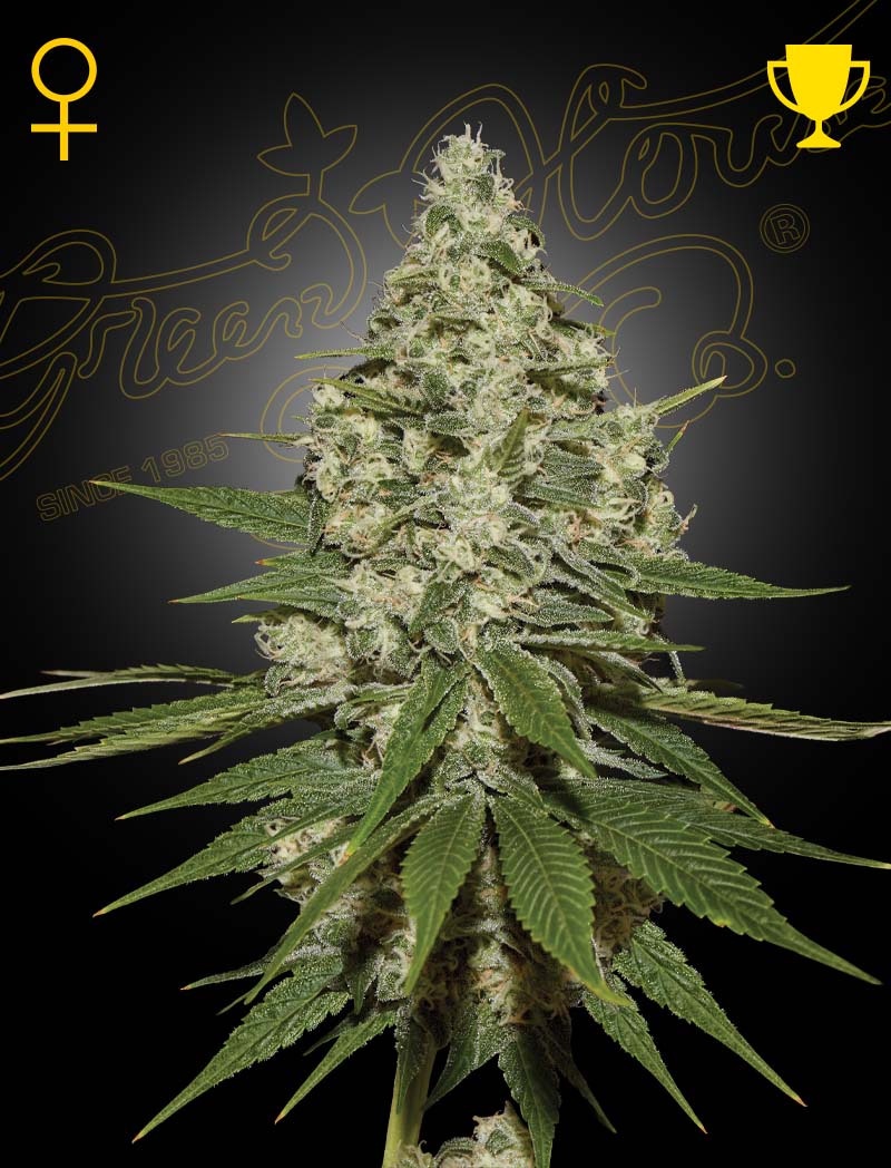 Super Lemon Haze (feminisiert) - Greenhouse Seeds