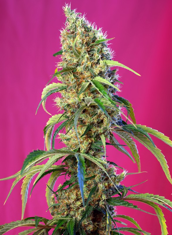 Black Jack CBD® 1zu1 - Sweet Seeds