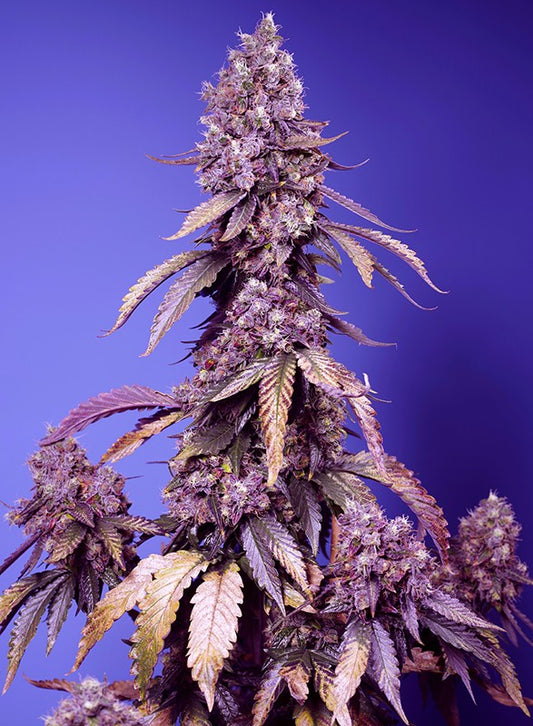 Black Muffin Fast Version - Sweet Seeds