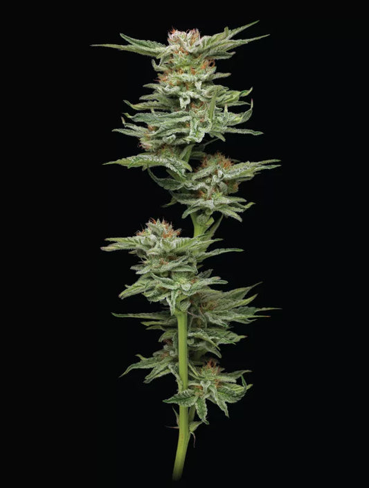 Blueberry Muffin - Humboldt Seed Organization