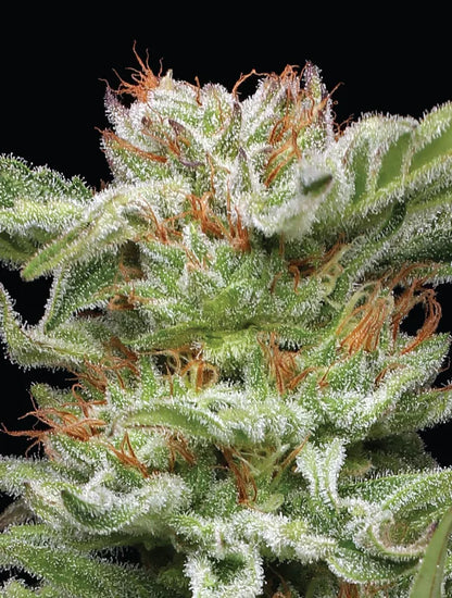 Blueberry Muffin - Humboldt Seed Organization