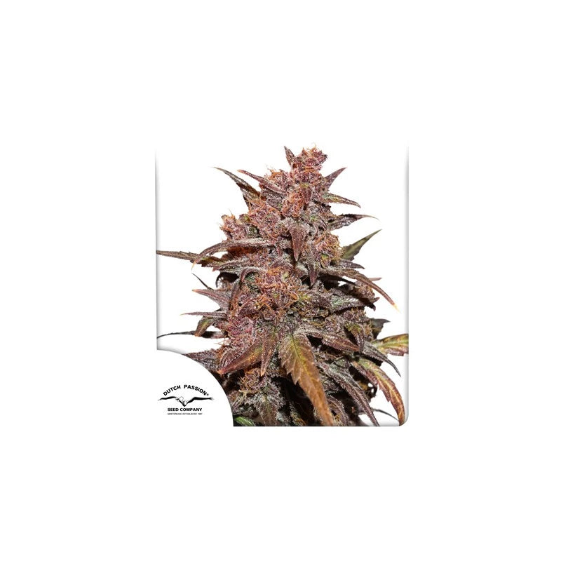 CBD Auto Blackberry Kush® - Dutch Passion