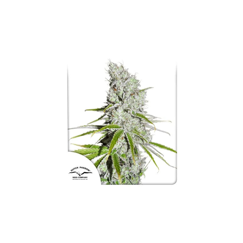 CBD Skunk Haze® 1zu1 - Dutch Passion