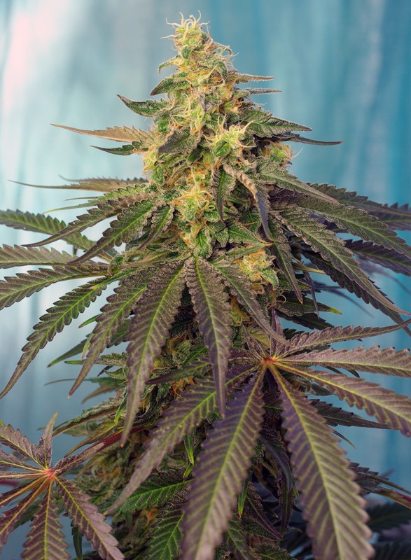 Cream Caramel CBD® 1zu1 - Sweet Seeds