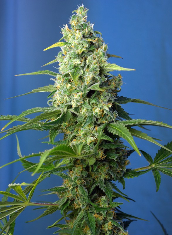 Honey Peach Auto CBD® 1zu1 - Sweet Seeds