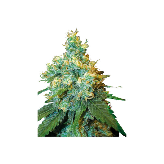 Jack Herer Reg. 10St. Sensi Seeds