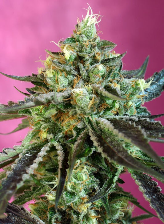 Sweet Nurse Auto CBD® 1zu1 - Sweet Seeds
