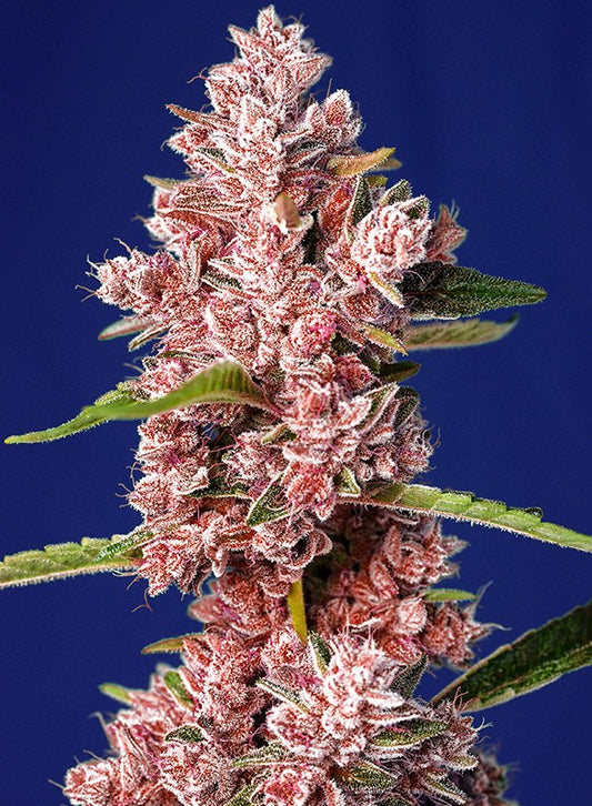 Tropicanna Poison Fast Version - Sweet Seeds